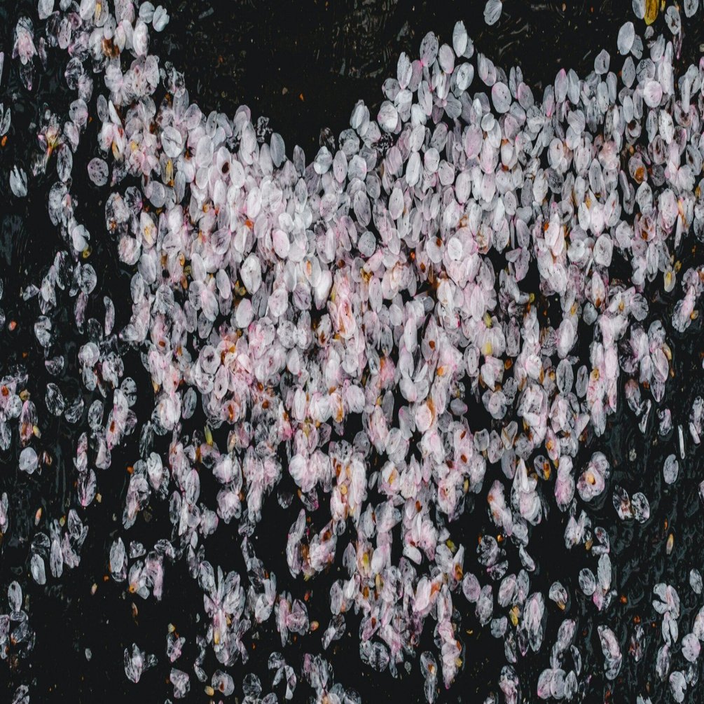 2023年の東京の桜【写真40枚】｜Nocchi(のっち)