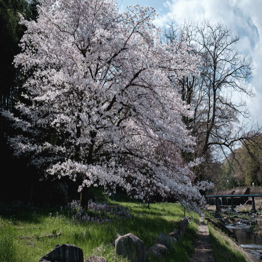 甘楽町の桜をXF23mm f1.4で切り撮り｜imai