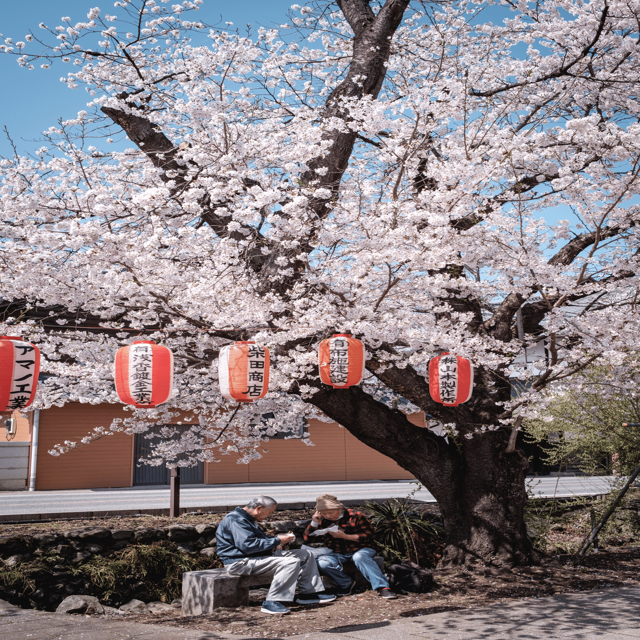 甘楽町の桜をXF23mm f1.4で切り撮り｜imai