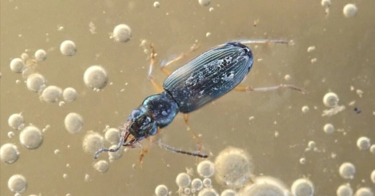 河口の中洲は宝の山―汽水性ゴミムシを探そう―｜hydraenids