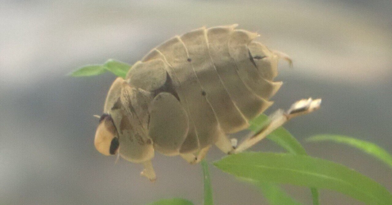 ナベブタムシ｜Hinata