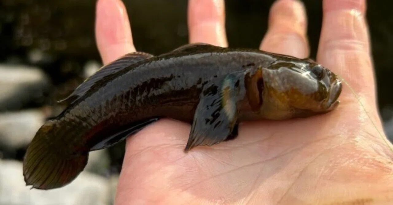 誰でも簡単！楽しい♪楽しい♪ダボハゼ釣り🎣 釣れる場所、釣り方編🥴｜たまご557