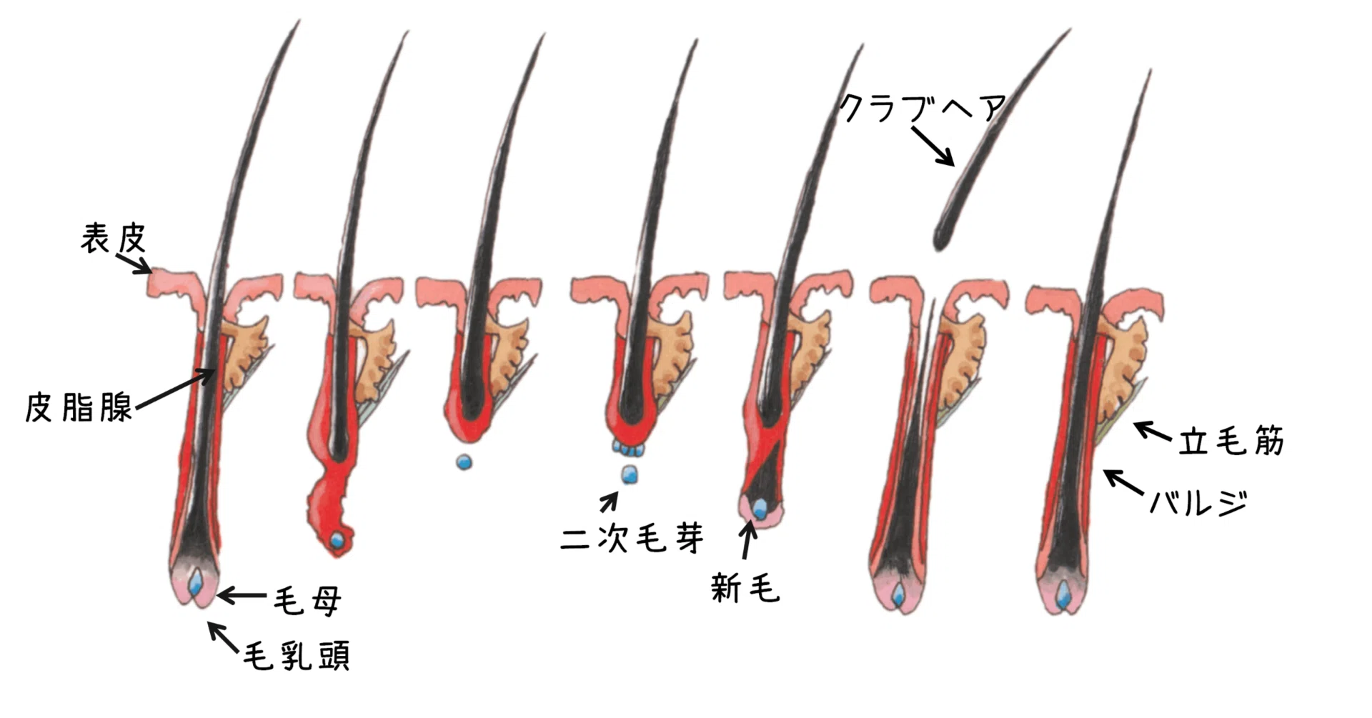 FUTの方が本当に優秀なのか。｜内田直宏｜アルモ形成クリニック院長 自