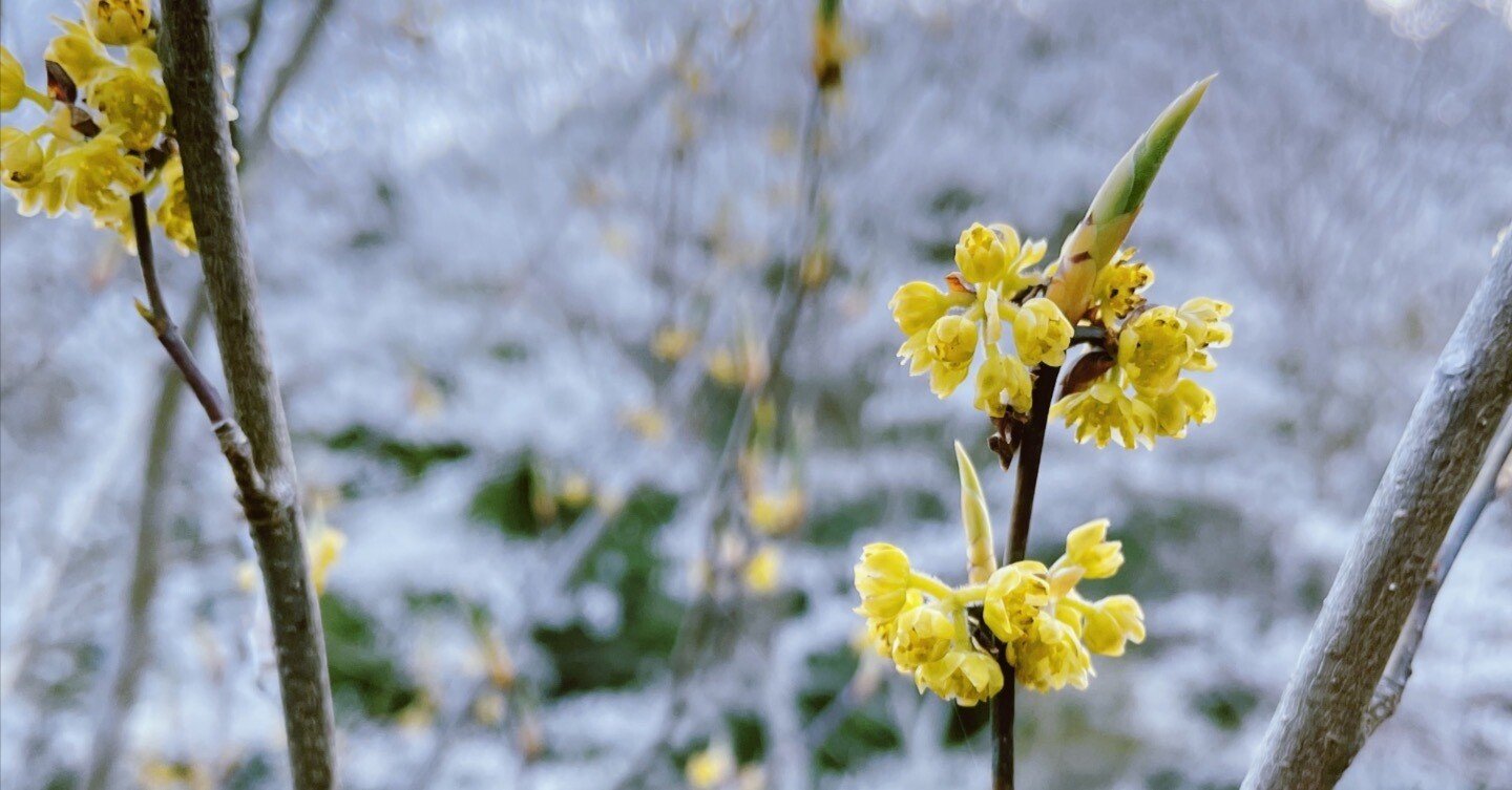 シロモジ｜江夏庭苑事務所
