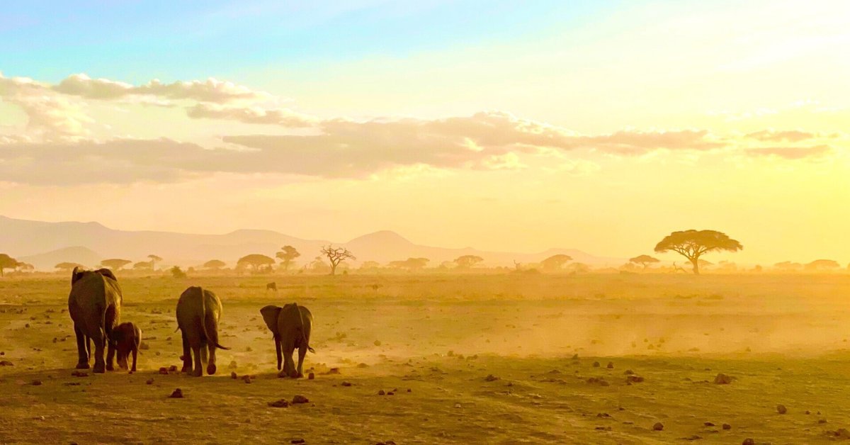 後編]ケニアSAFARIツアー ～アンボセリ～｜MILELE For AFRICA