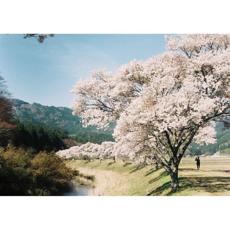 Minolta SR1-s 撮影見本　その①　撮影場所は愛知県北設楽郡設楽町の名倉川の🌸　品種はコヒガンザクラです。名倉川沿いに1.2キロ桜並木が続きます。