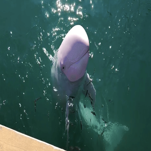 水族館で会えるレアなイルカまとめ｜ゆか