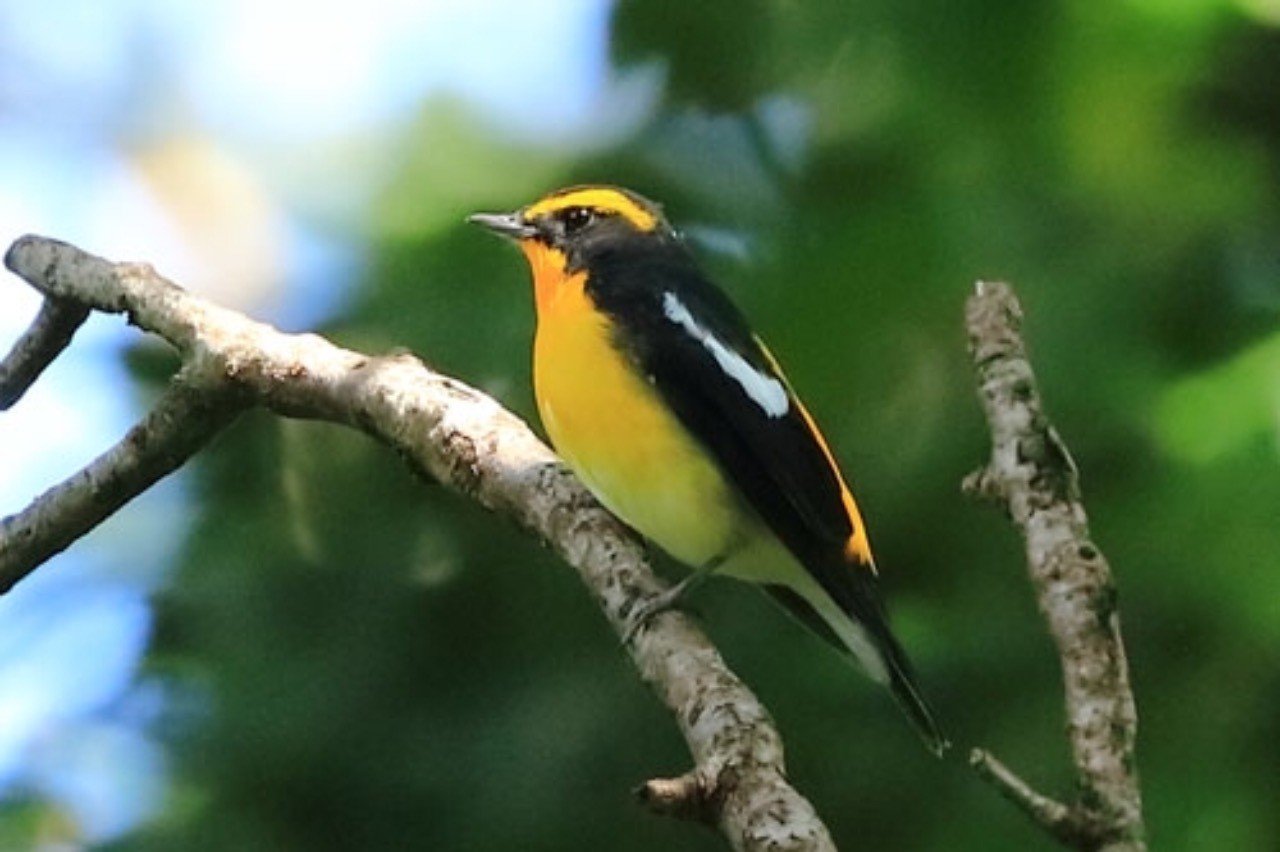 第118回 野鳥の色彩シリーズ 黄色系 翆野 大地 Note 第118回 野鳥の色彩シリーズ 黄色系 翆野 大地 Note