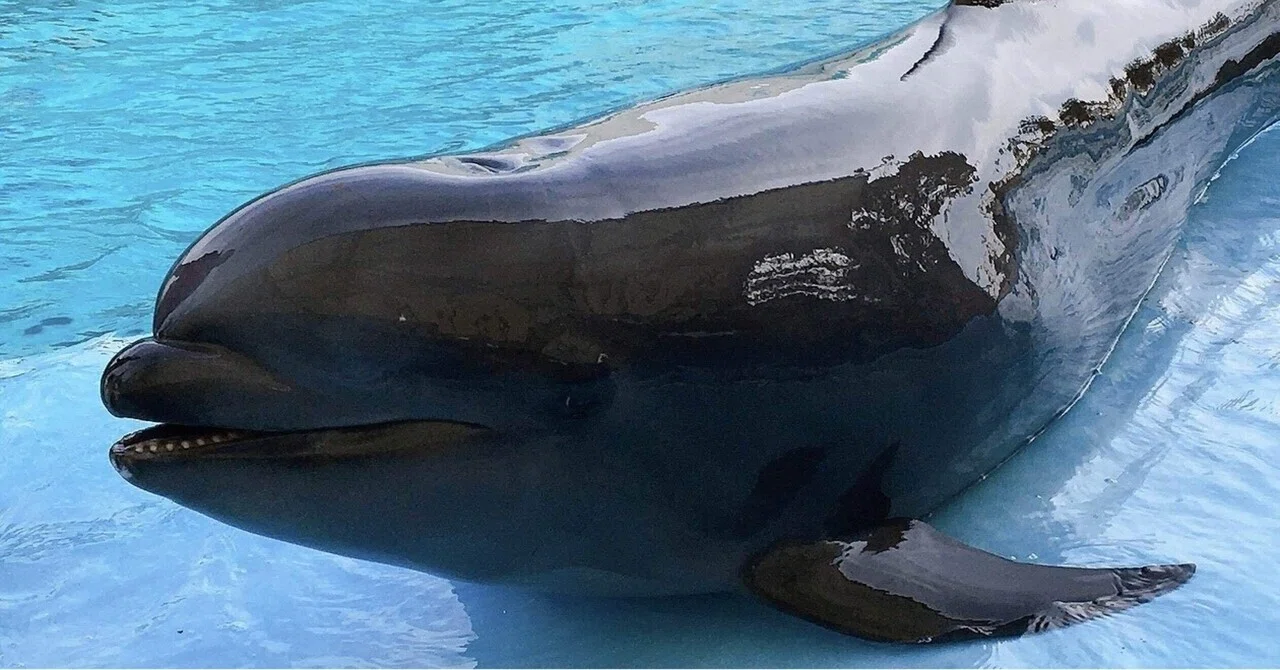 水族館で会えるレアなイルカまとめ｜ゆか