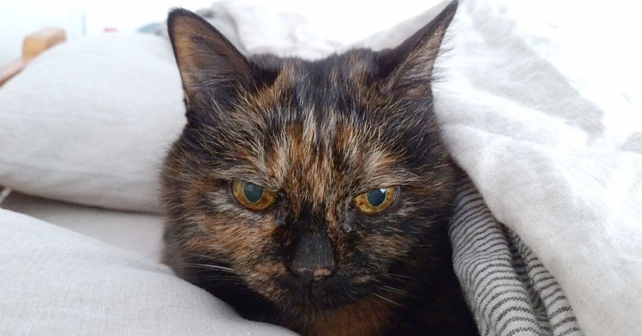 腎不全の猫と長く生きるために 2 宮子あずさ 看護師 著述業 Note 腎不全の猫と長く生きるために 2 宮子あずさ 看護師 著述業 Note
