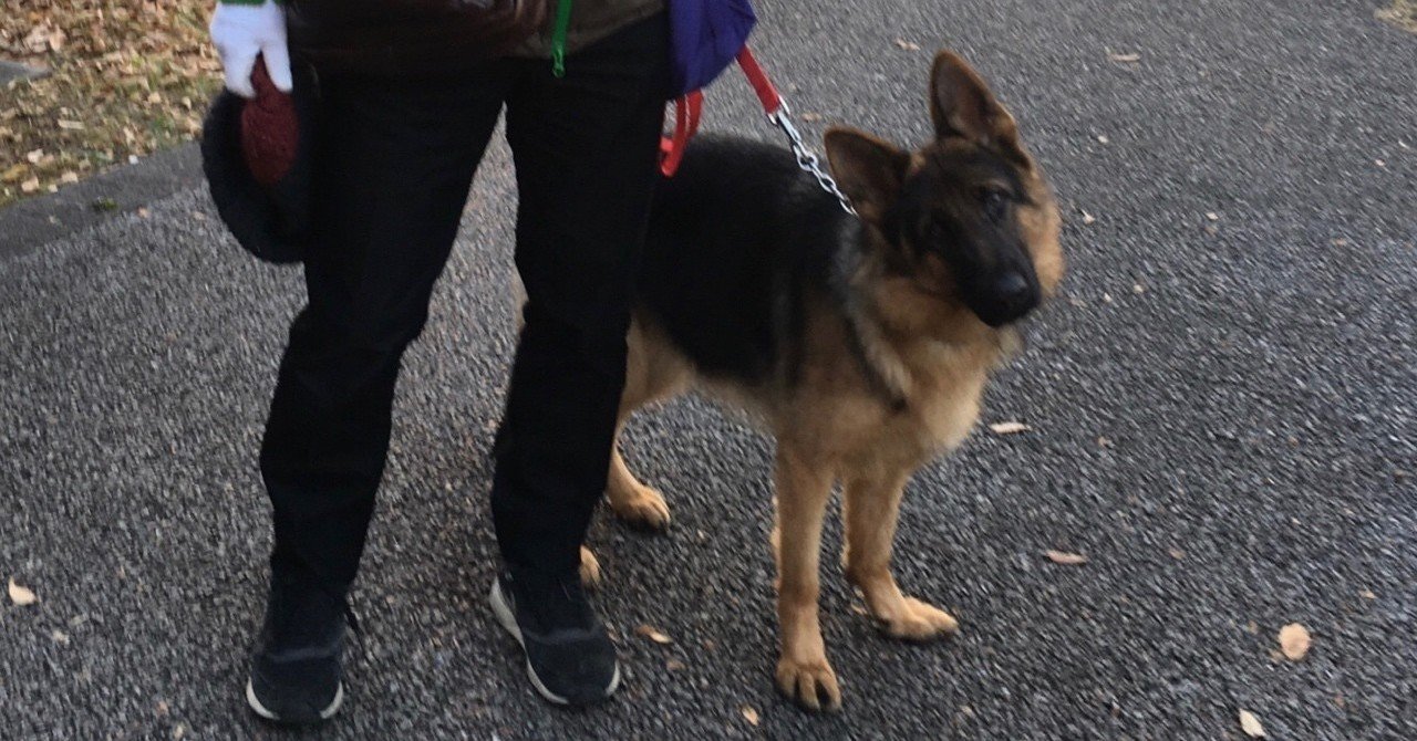 ジャーマン シェパードと幸せ 矢野和男 ハピネスプラネットceo 日立製作所フェロー ジャーマン シェパードと幸せ 矢野和男 ハピネスプラネットceo 日立製作所フェロー