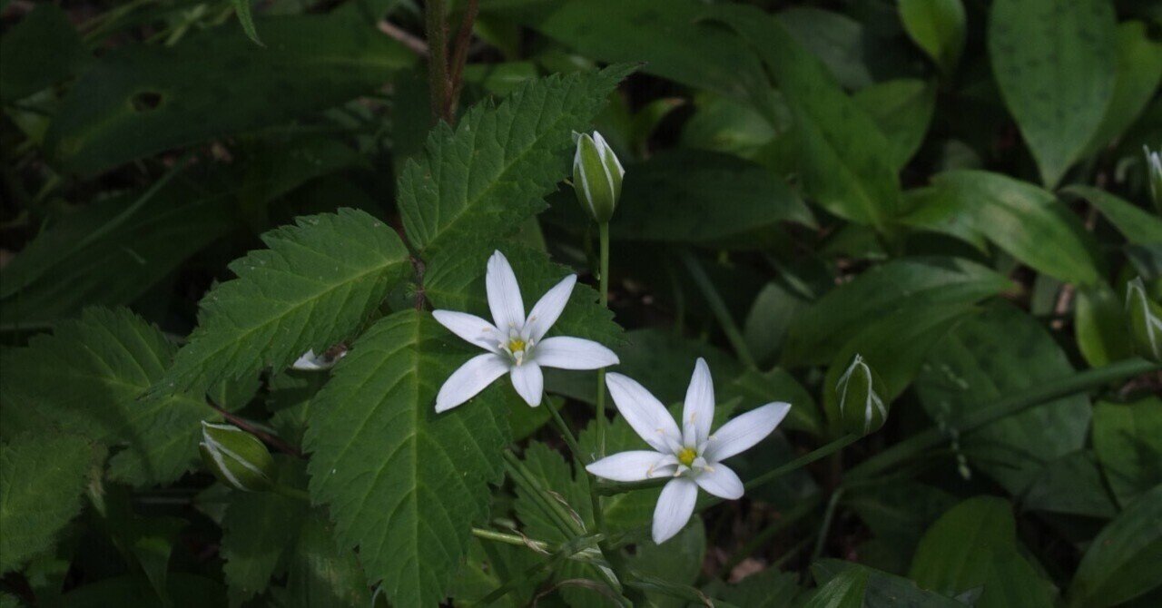 良い進行具合|甲斐凡子|染色作家