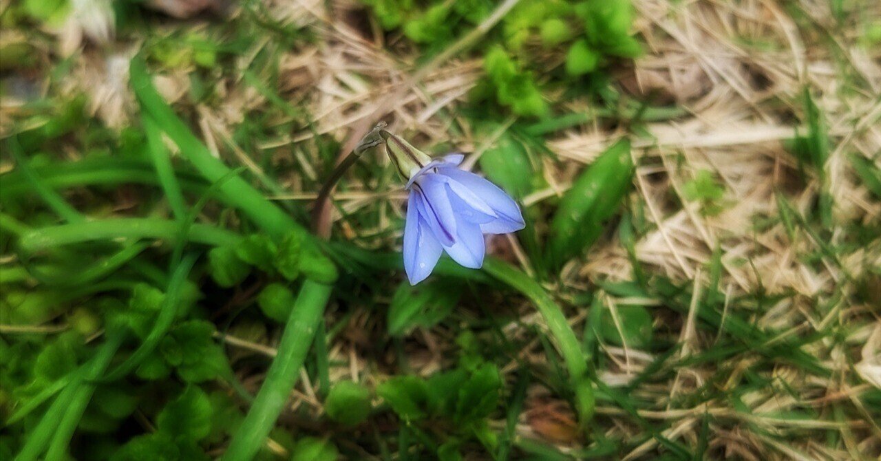 ハナニラ増殖中｜annon