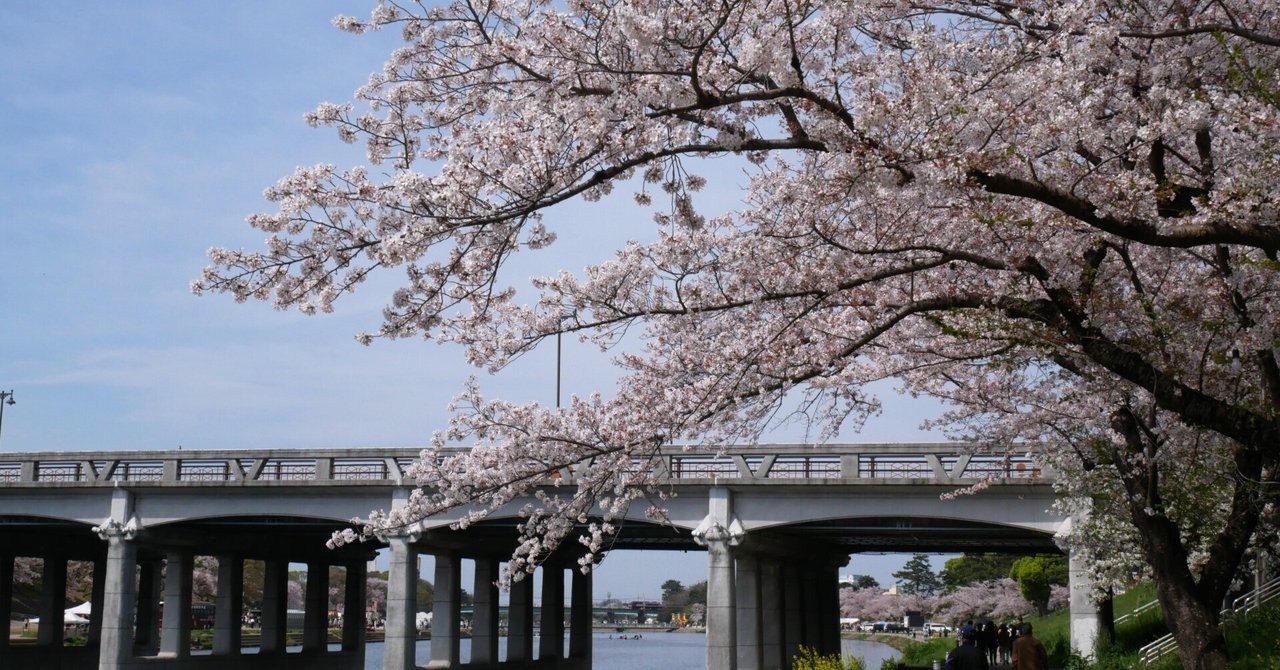 235 わたしのお花見ホームグラウンド～愛知・岡崎公園の桜並木