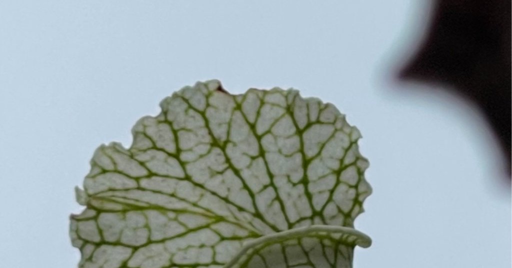 サラセニア レウコフィラ ベリーホワイトトップス 食虫植物 サラセニア サラセニア レウコフィラ ベリーホワイトトップス 食虫植物 サラセニア