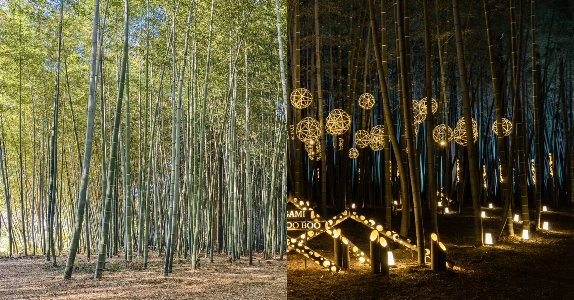 放置竹林をアート作品にしたら1ヵ月で2万人以上のお客さんが来た｜新潟