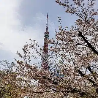 真山おーすけ