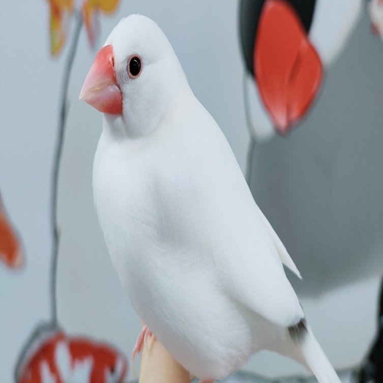 5/3～28ぶんちゃん5歳のお誕生会｜文鳥大学弥富研究所