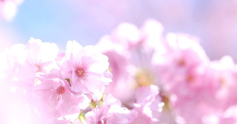 ソメイヨシノは終わっても…八重桜と枝垂れ桜