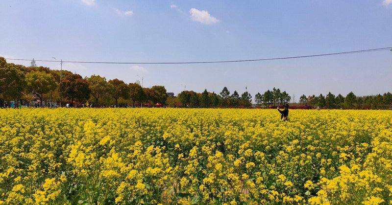 まるで黄色の海のような菜の花畑を楽しもう【上海奉贤菜の花節】