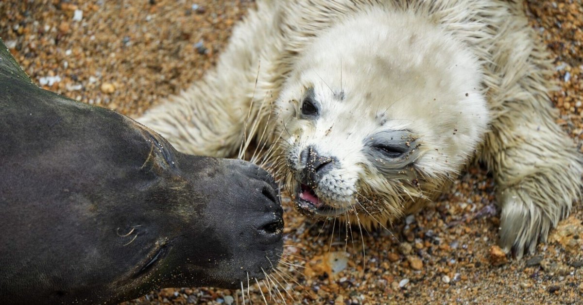 しま　3点おまとめ ZXまとめて取引ok様 リクエスト 3点 まとめ商品