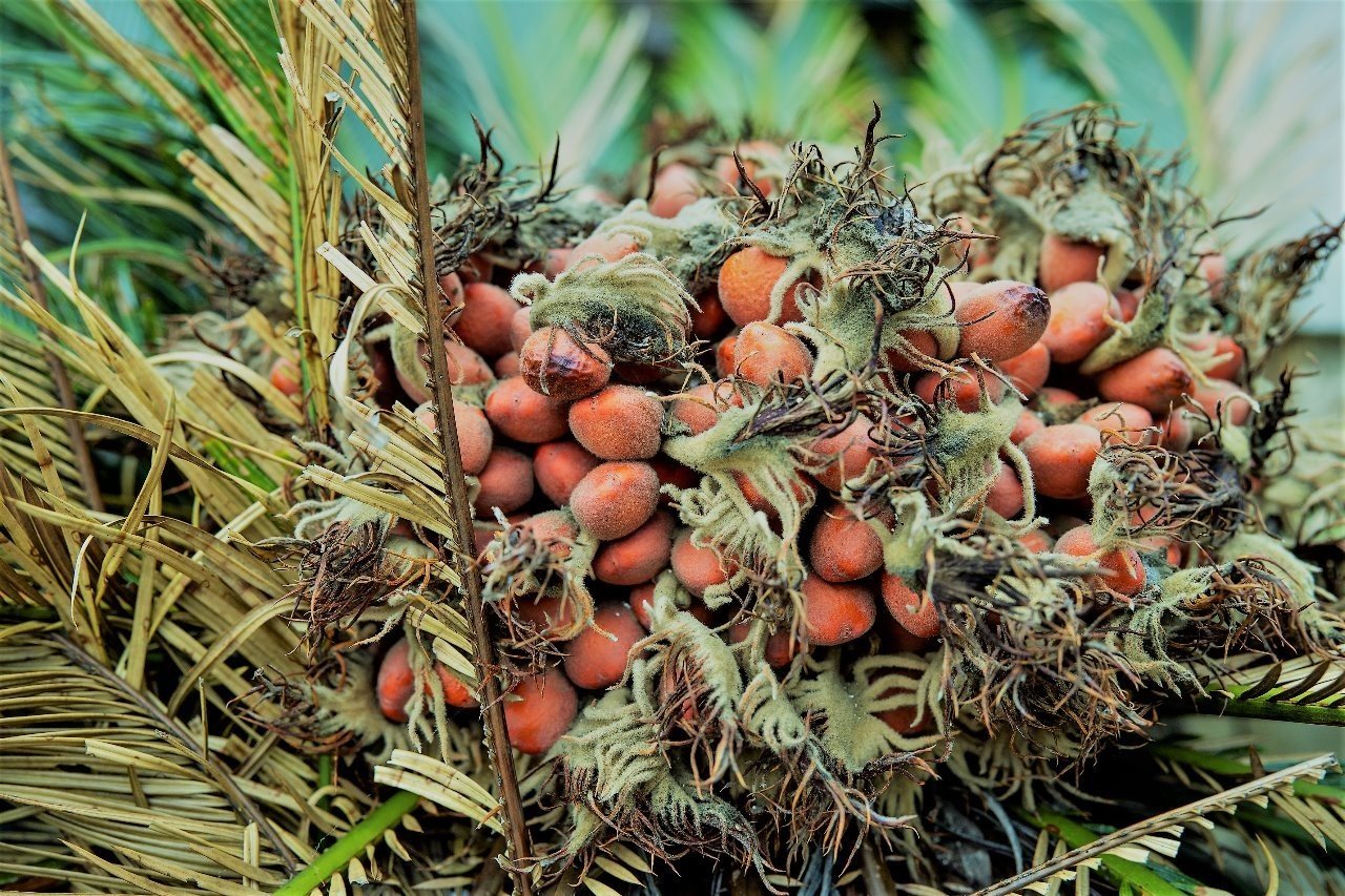 土とソテツの話 （奄美大島取材日記1）｜CAMPonPARADE