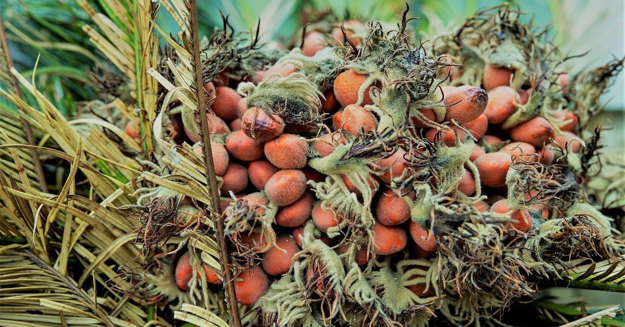 土とソテツの話 （奄美大島取材日記1）｜CAMPonPARADE