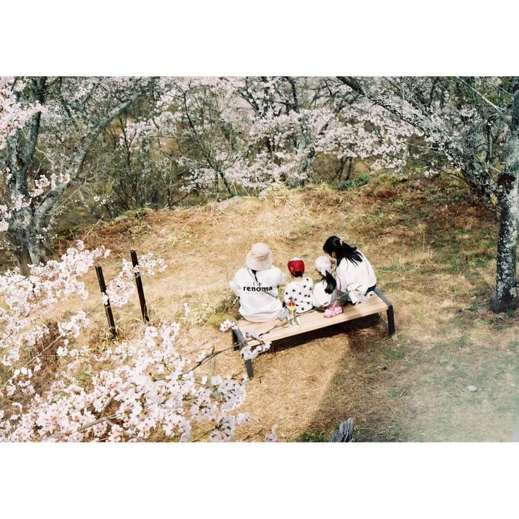 Pentax MEの撮影見本　その①　撮影場所は岐阜県中津川市の苗木さくら公園。お花見中の仲良し家族をパチリ✨　ここはソメイヨシノがたくさんあります。展望台からの撮影です。