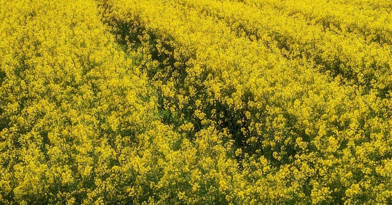 no.077 菜の花yellowとクラックメノウ　一点物 b9012eaf17f0b933b2c977d876d288