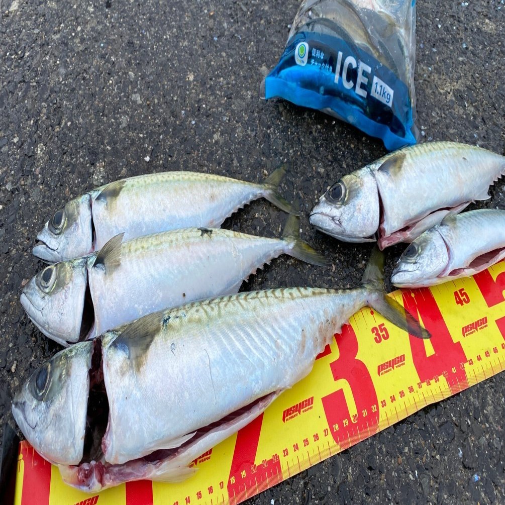 投釣大物25号
