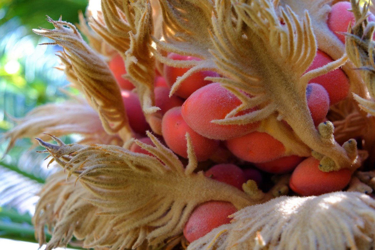 土とソテツの話 （奄美大島取材日記1）｜CAMPonPARADE