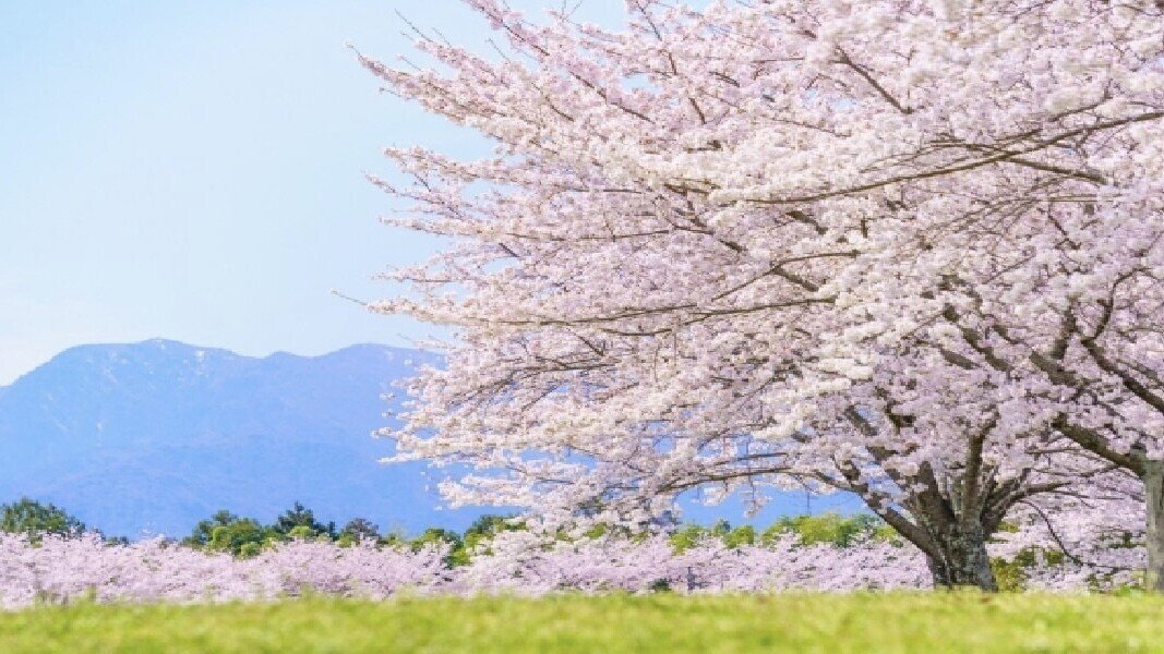 畑正憲」の人気タグ記事一覧｜note ――つくる、つながる、とどける。