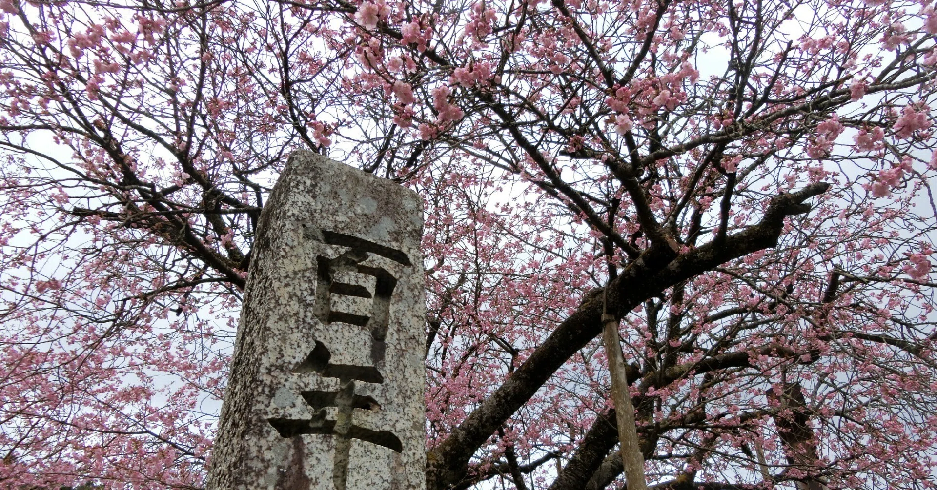 4月中旬京都桜のトリ「春日神社」黒田の百年桜【京都京北シリーズ