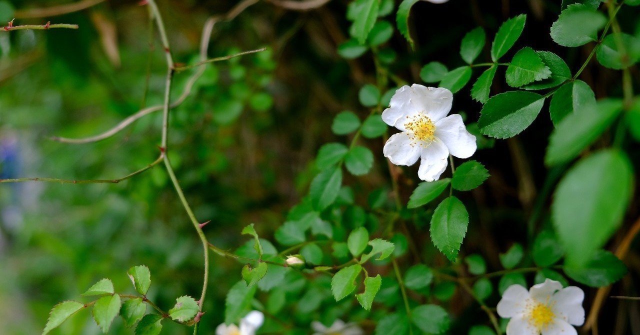 素朴な野バラ ノイバラ Hhaannaaiihh Note 素朴な野バラ ノイバラ Hhaannaaiihh Note