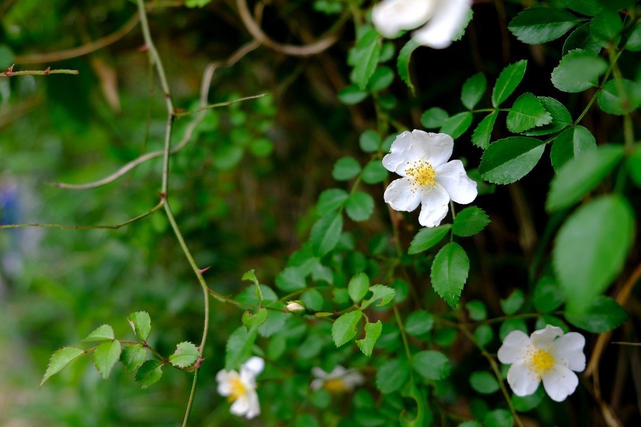 素朴な野バラ ノイバラ Hhaannaaiihh Note 素朴な野バラ ノイバラ Hhaannaaiihh Note