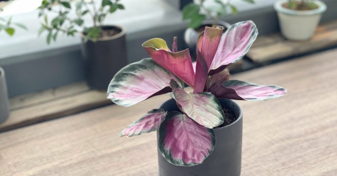 訳あり 観葉植物 カラテア ゼブリナ 4号白ロング鉢(おまかせ1鉢