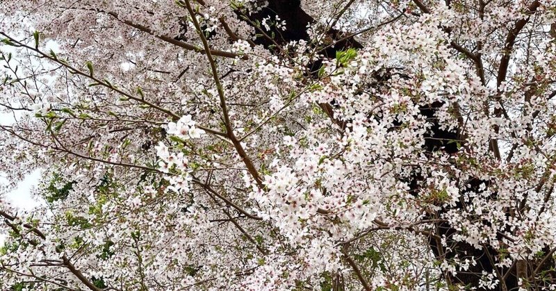 桜 2023 🌸 花log的に 花テロ的に🌸