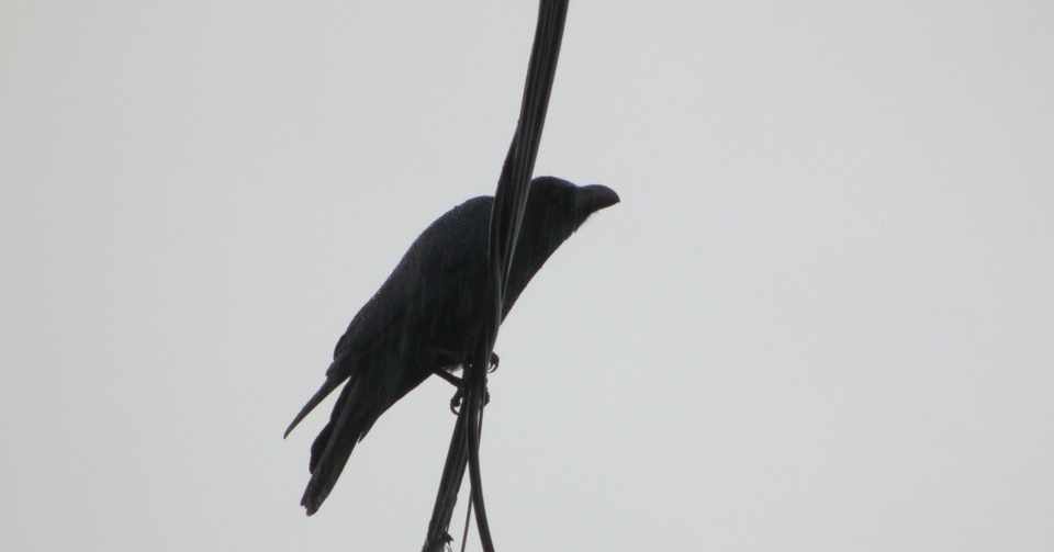 カラス つぐみ Note