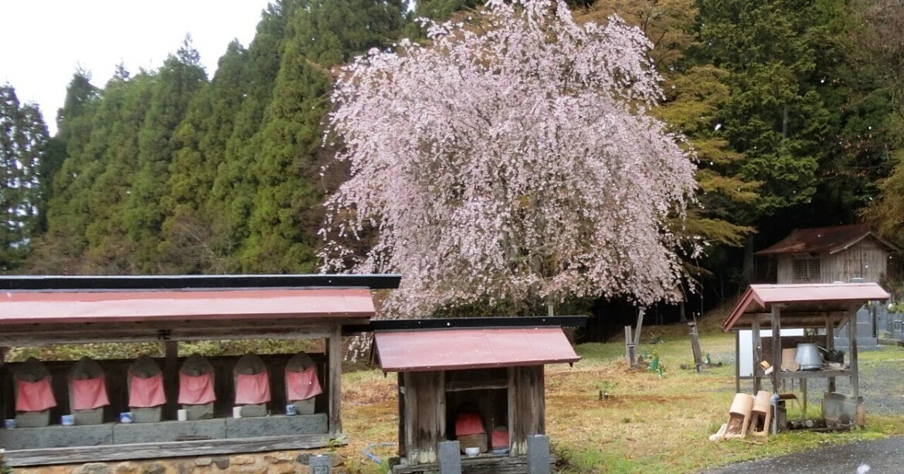 かすみ桜「福徳寺(弓削寺)」弓削も含め道教ゆかりの寺【京都京北