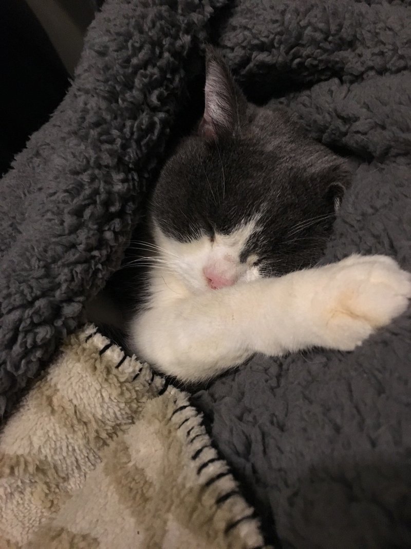 猫との引越し 車編 風の谷の里 Note