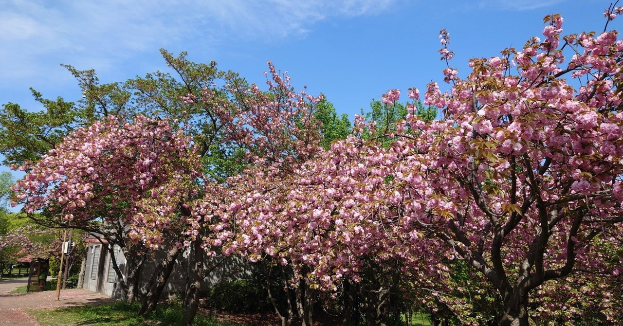 花博記念公園鶴見緑地2022年4月10日-20日【八重桜,春の花】｜レタス