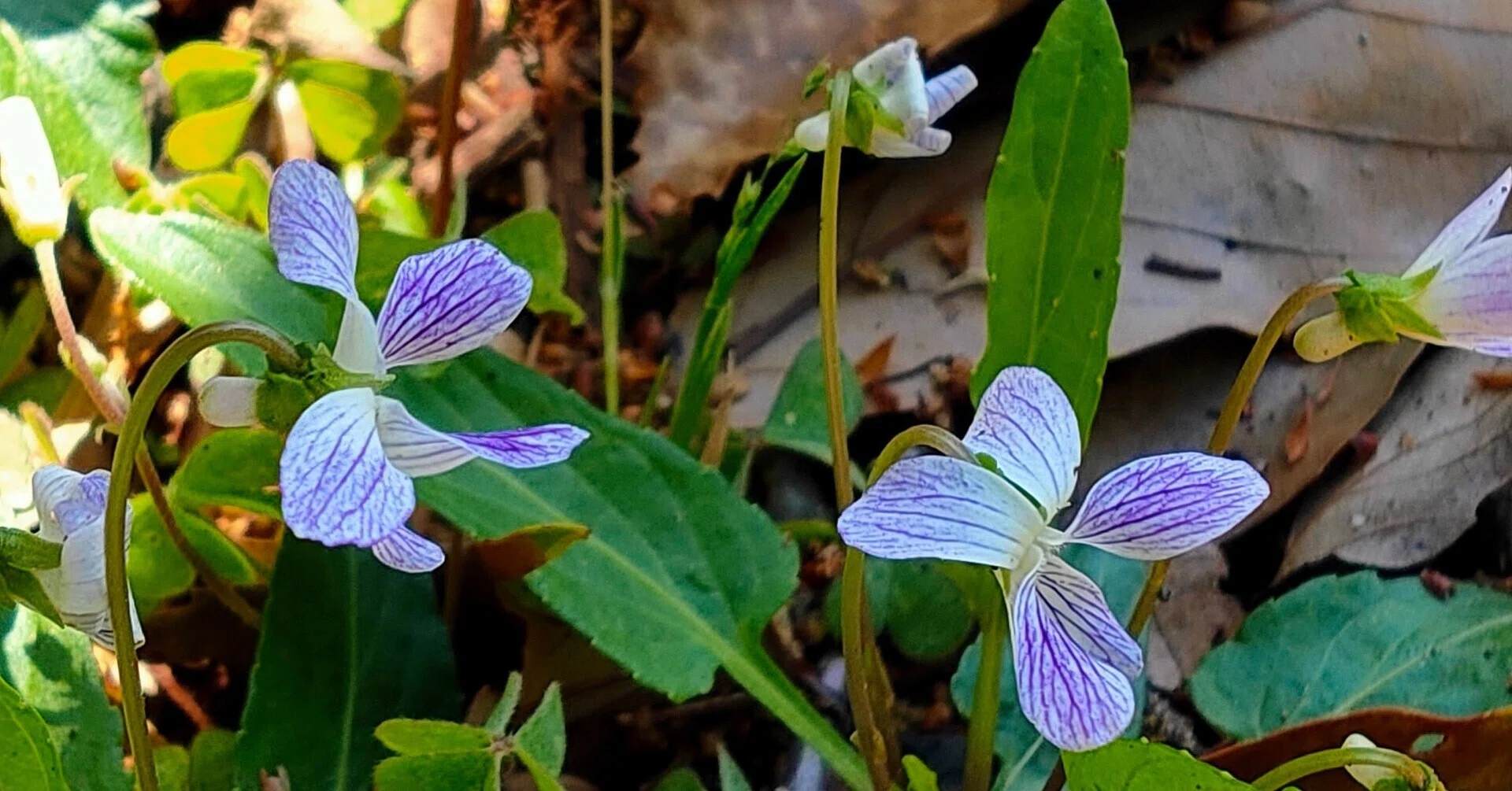 花色で名前がついたかアリアケスミレ（有明菫）｜マンボウ