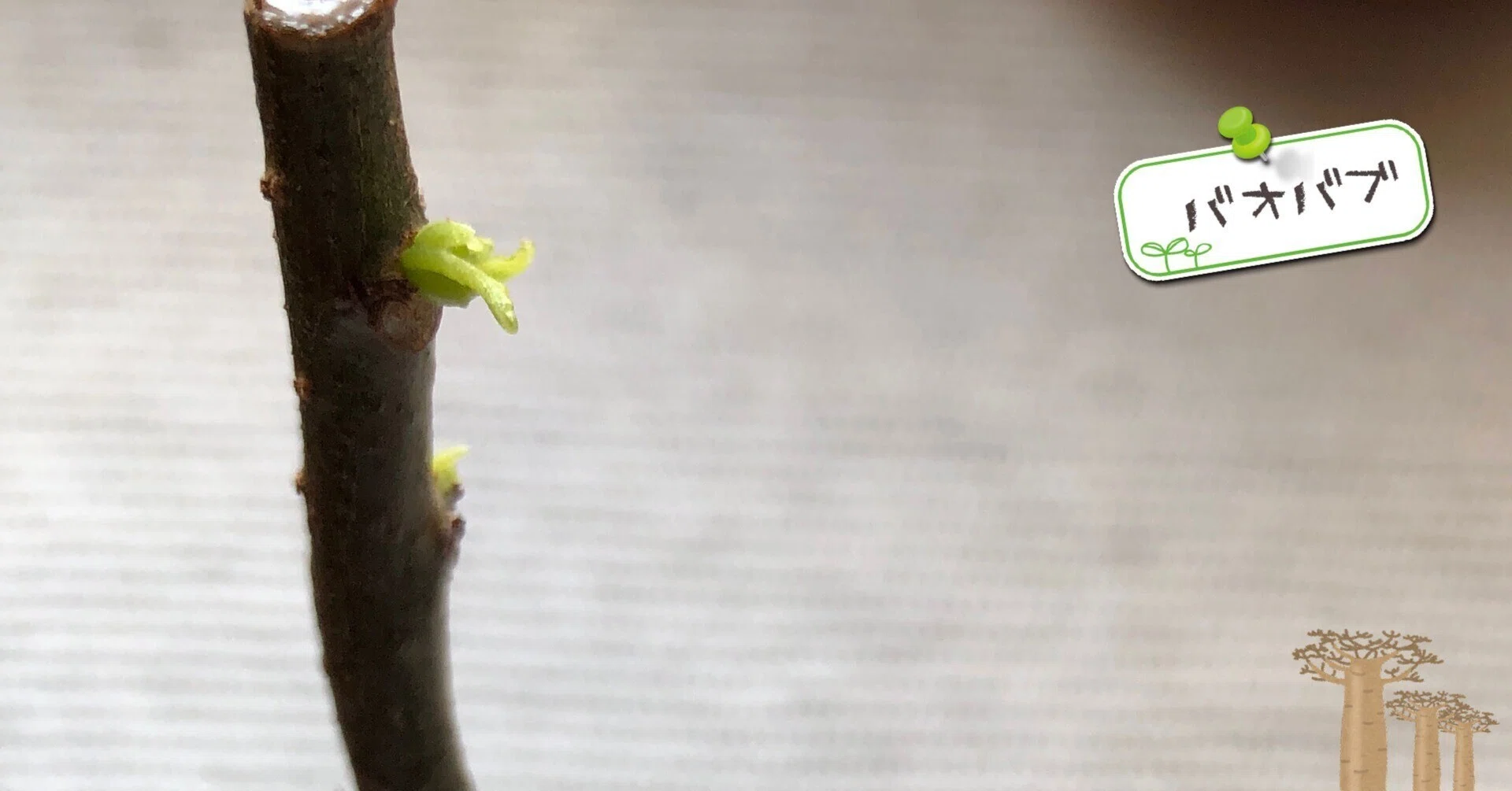 バオバブの挿し穂(挿し木)の管理と生育について🌱余談の方が多いw｜穂