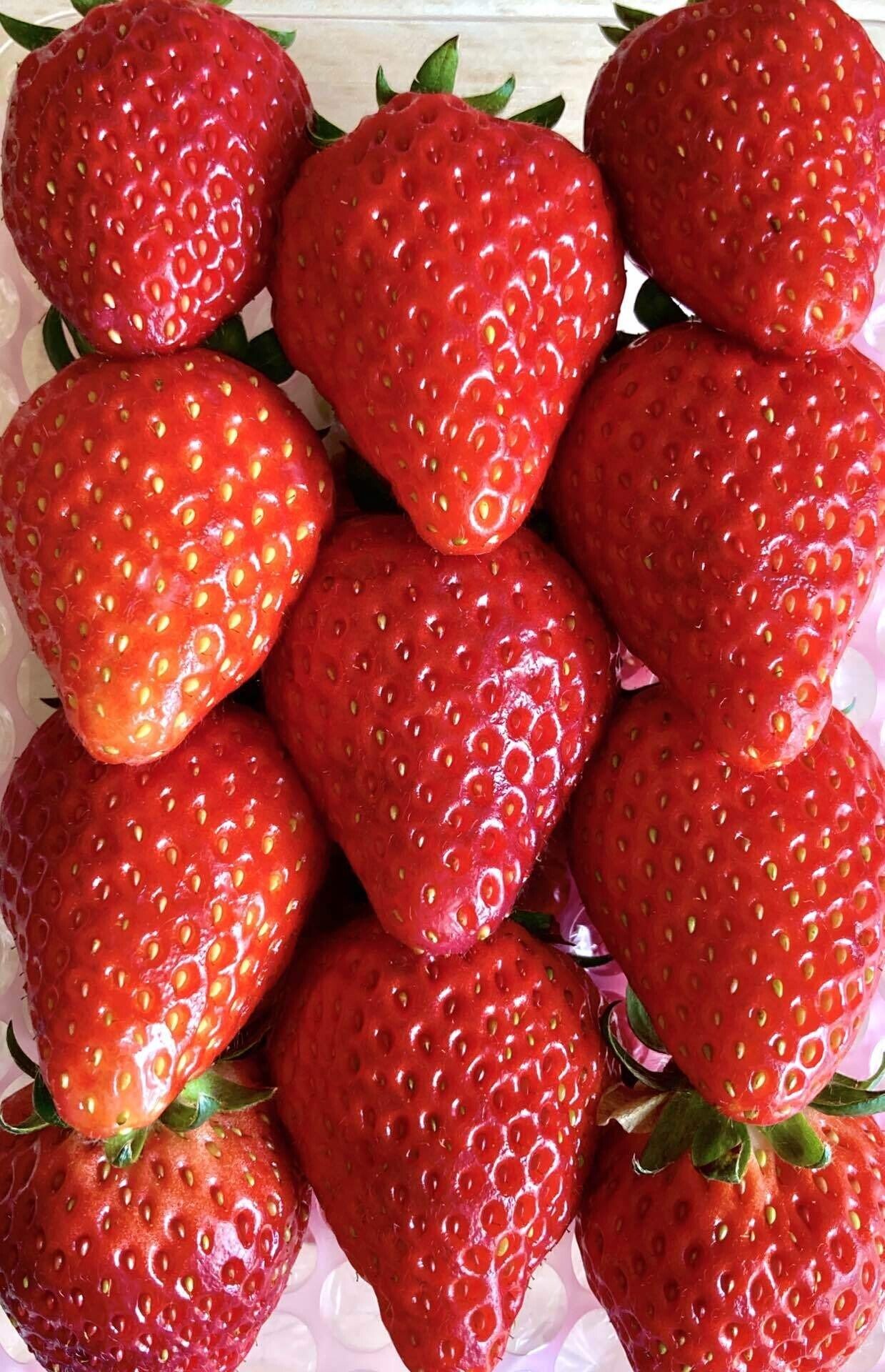 いちごの食べ比べ｜さざなみ