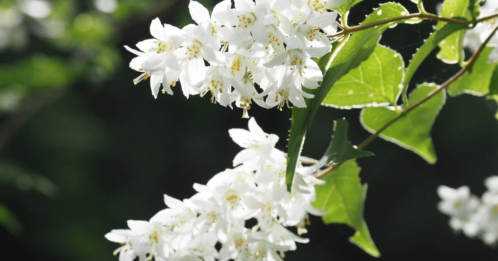 雪月花一度に見する卯木かな 松永貞徳｜_tadamono_