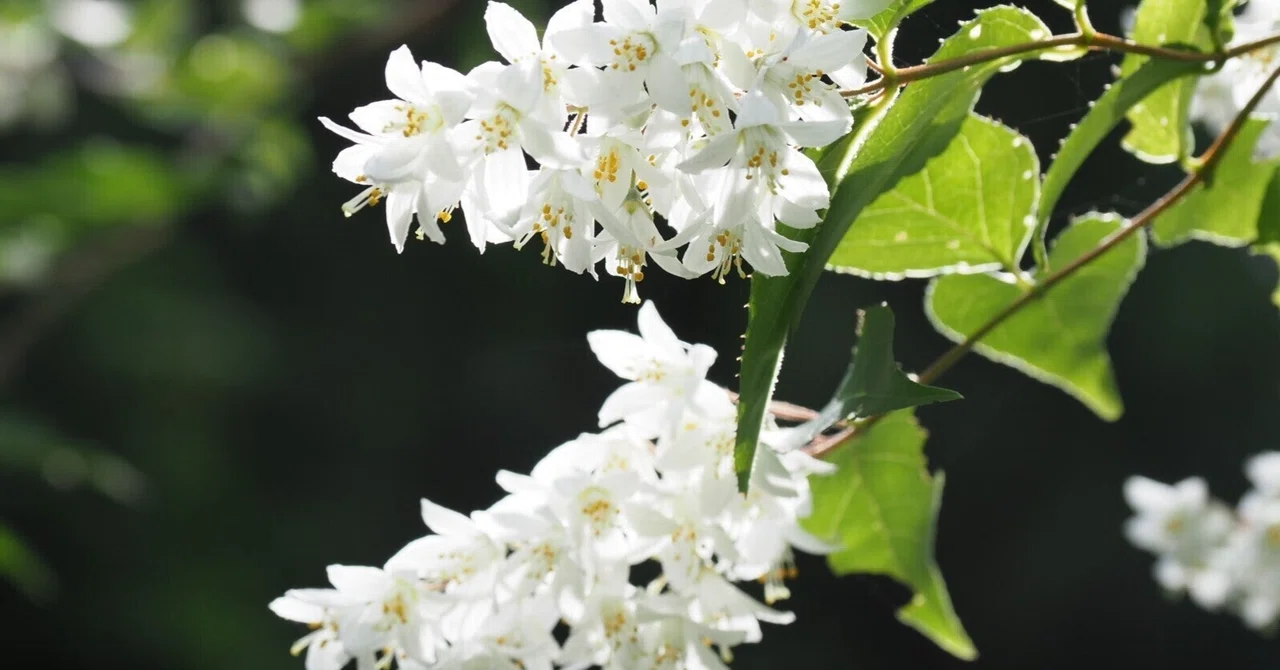 雪月花一度に見する卯木かな 松永貞徳｜_tadamono_