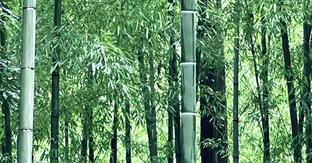 孟宗竹｜EGGSEED