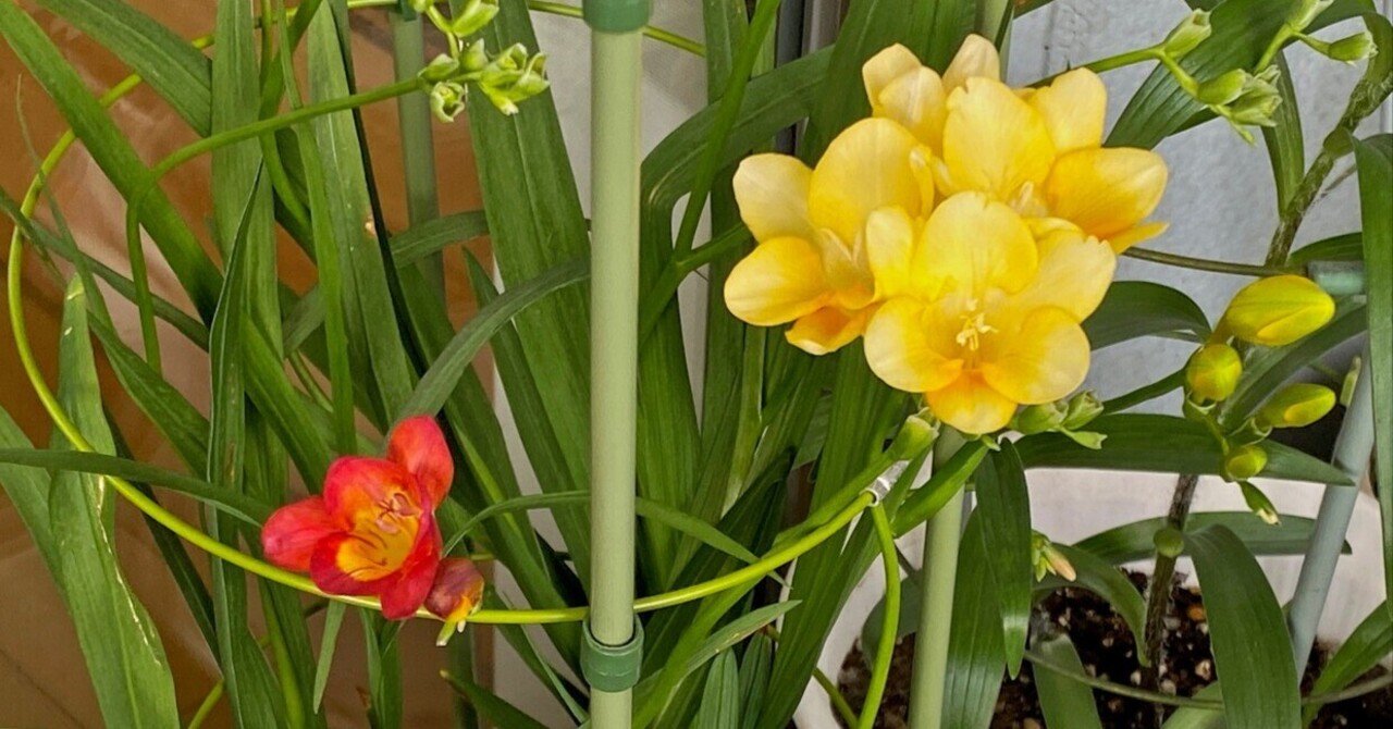 赤いフリージア