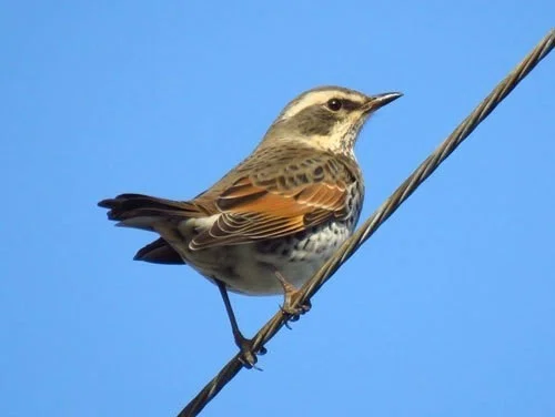第121回 野鳥色彩シリーズ 茶系 翆野 大地 Note