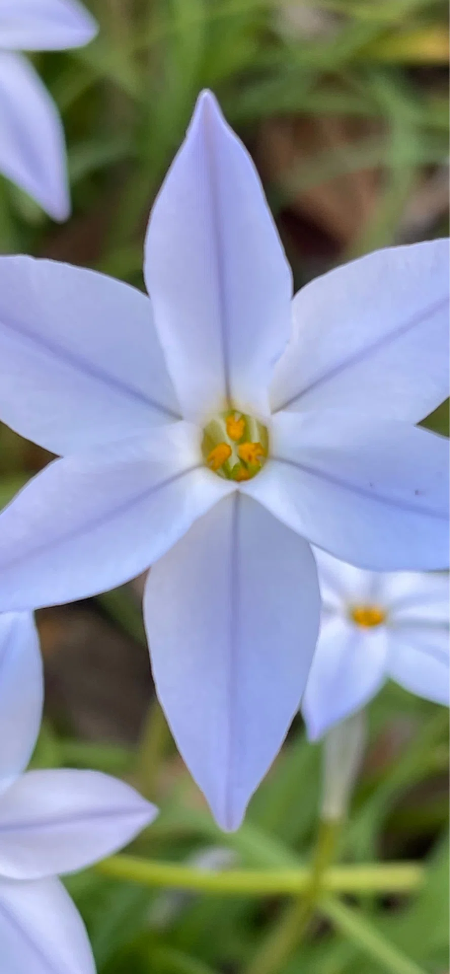花韮｜EGGSEED